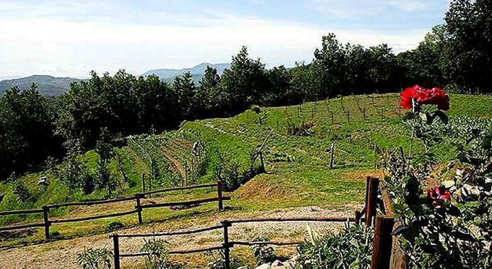 Agriturismo Paneolio Villa Collemandina Exterior photo